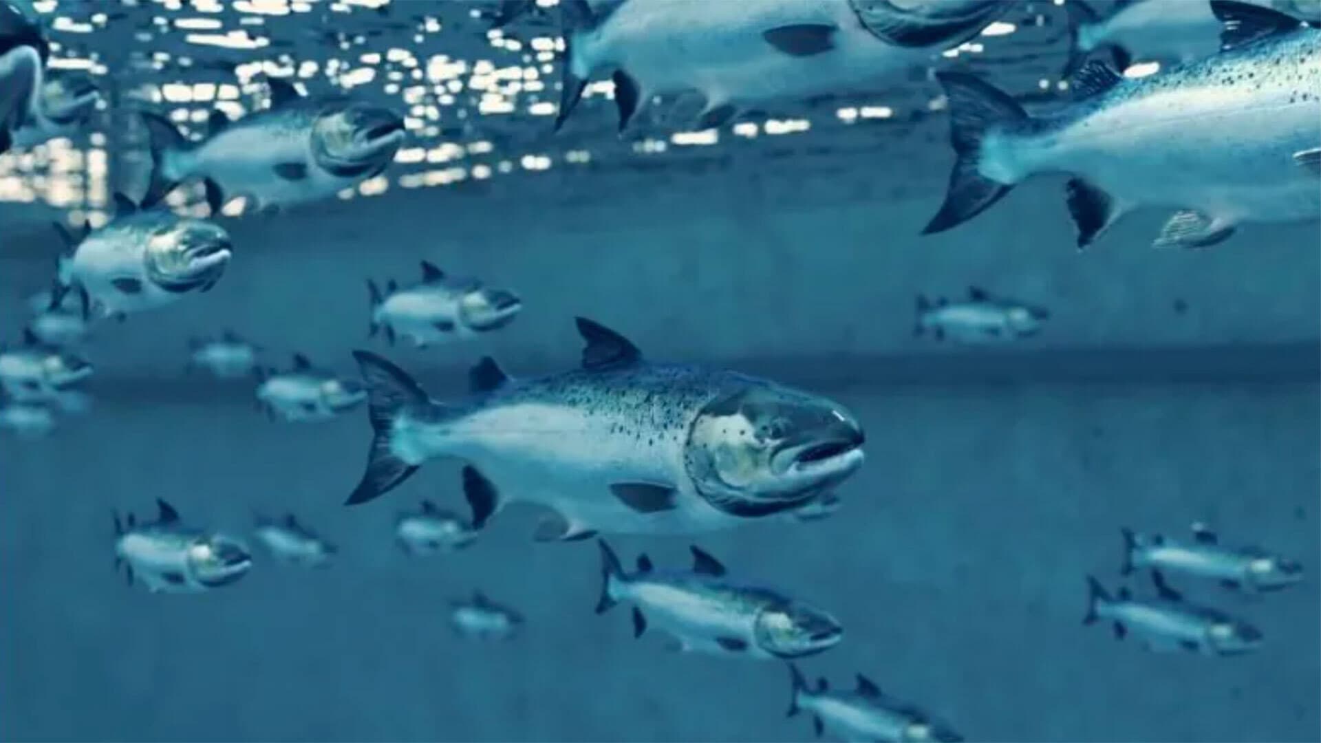 Group of salmon swimming