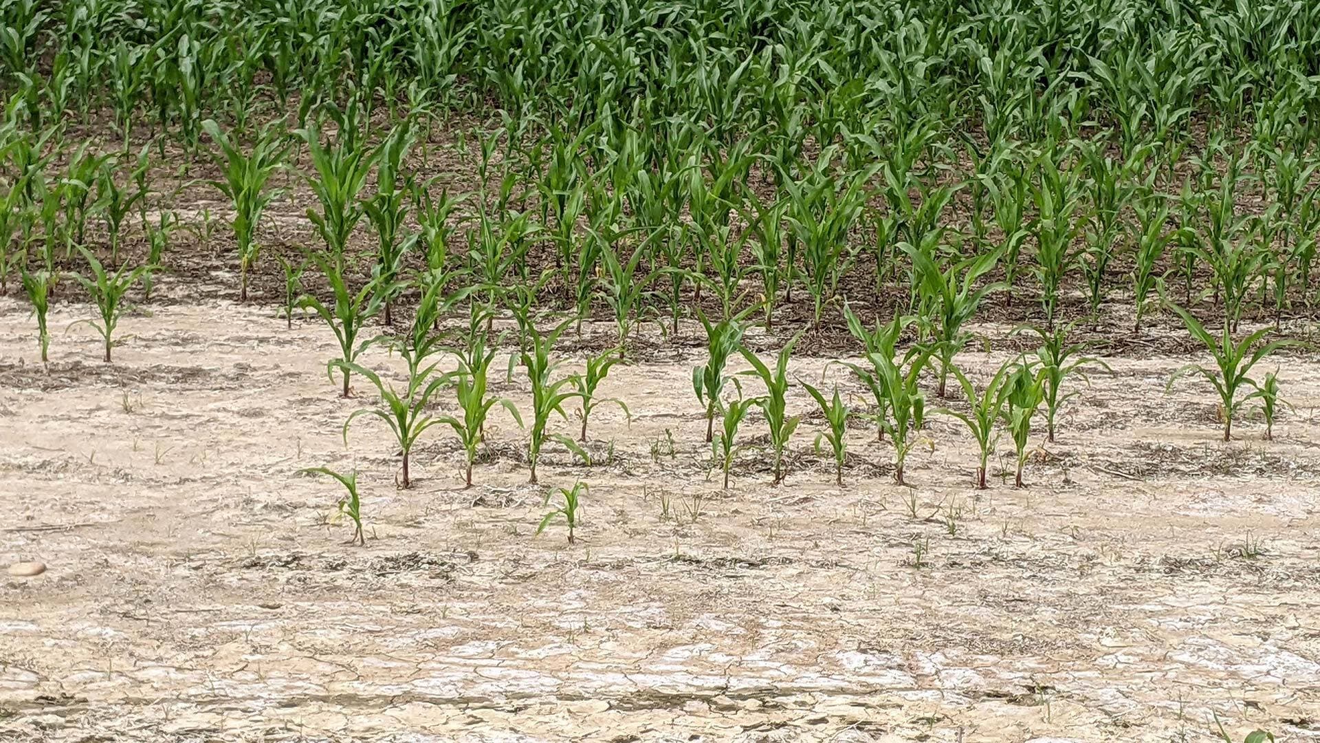 corn in field damaged by saltwater intrusion