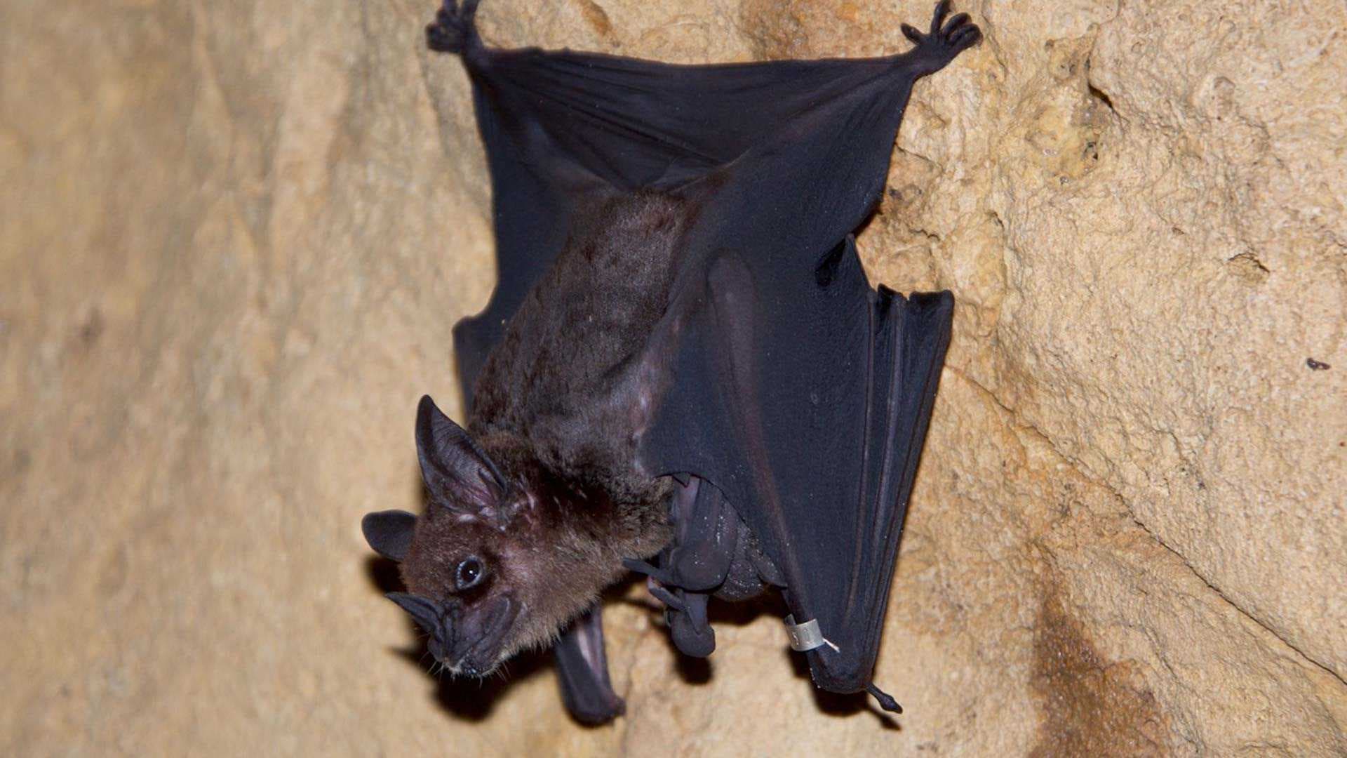 bat hangs out on a wall