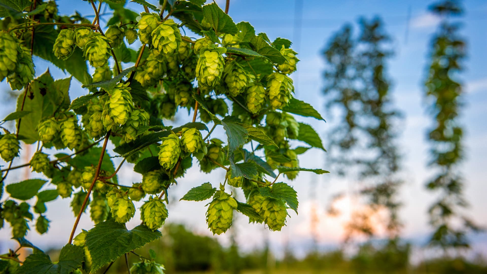 Hops production at the Western Maryland Research and Education Center