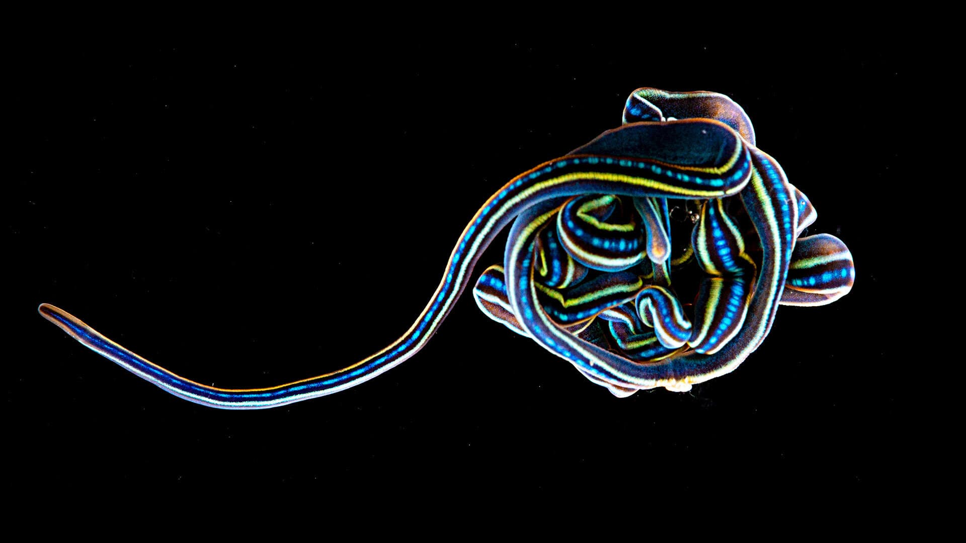 Marine ribbon worm