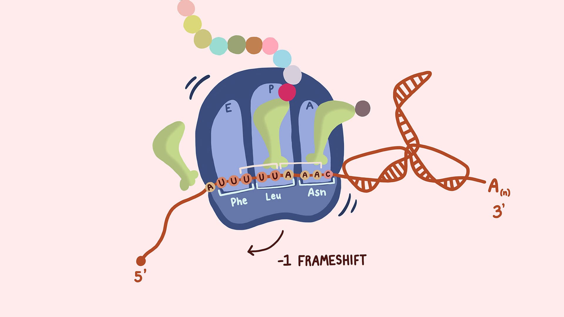 Biology illustration