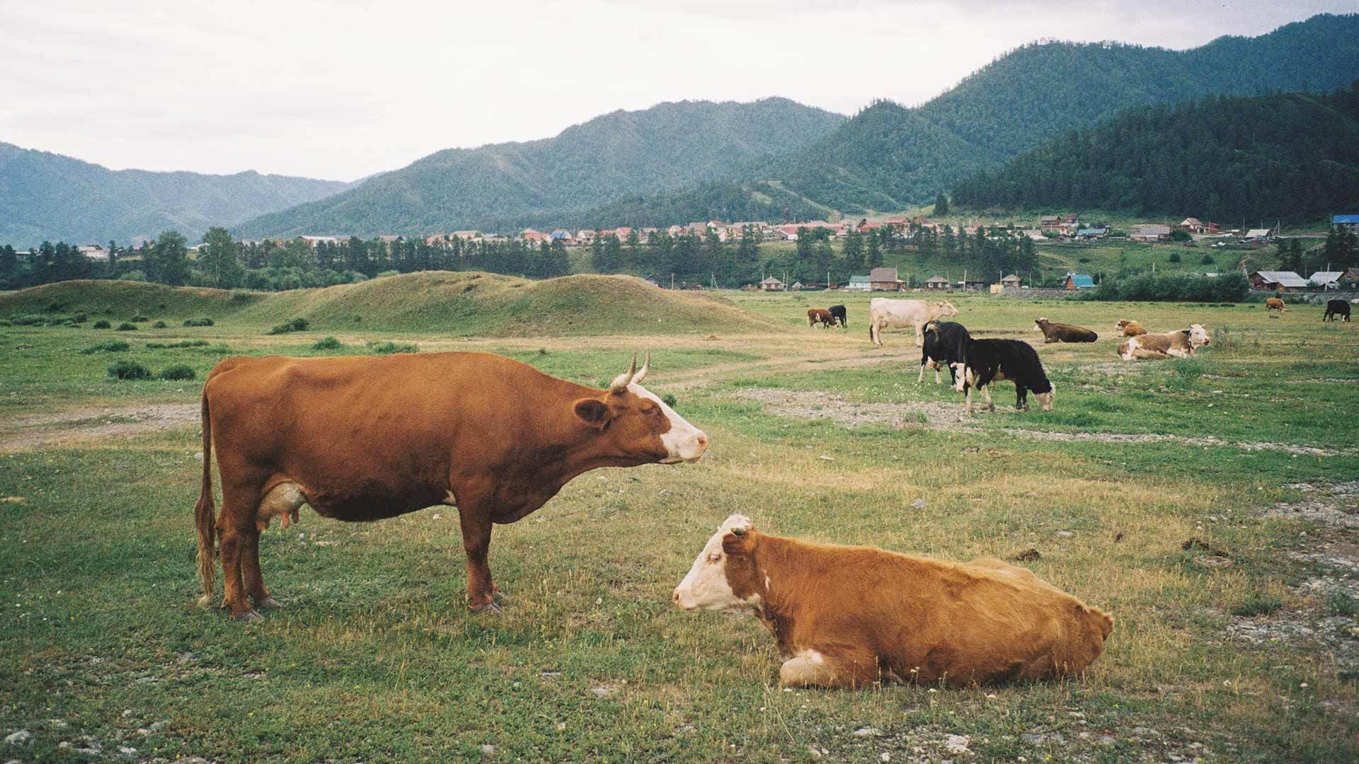 Cows sit and stand in a grassy field