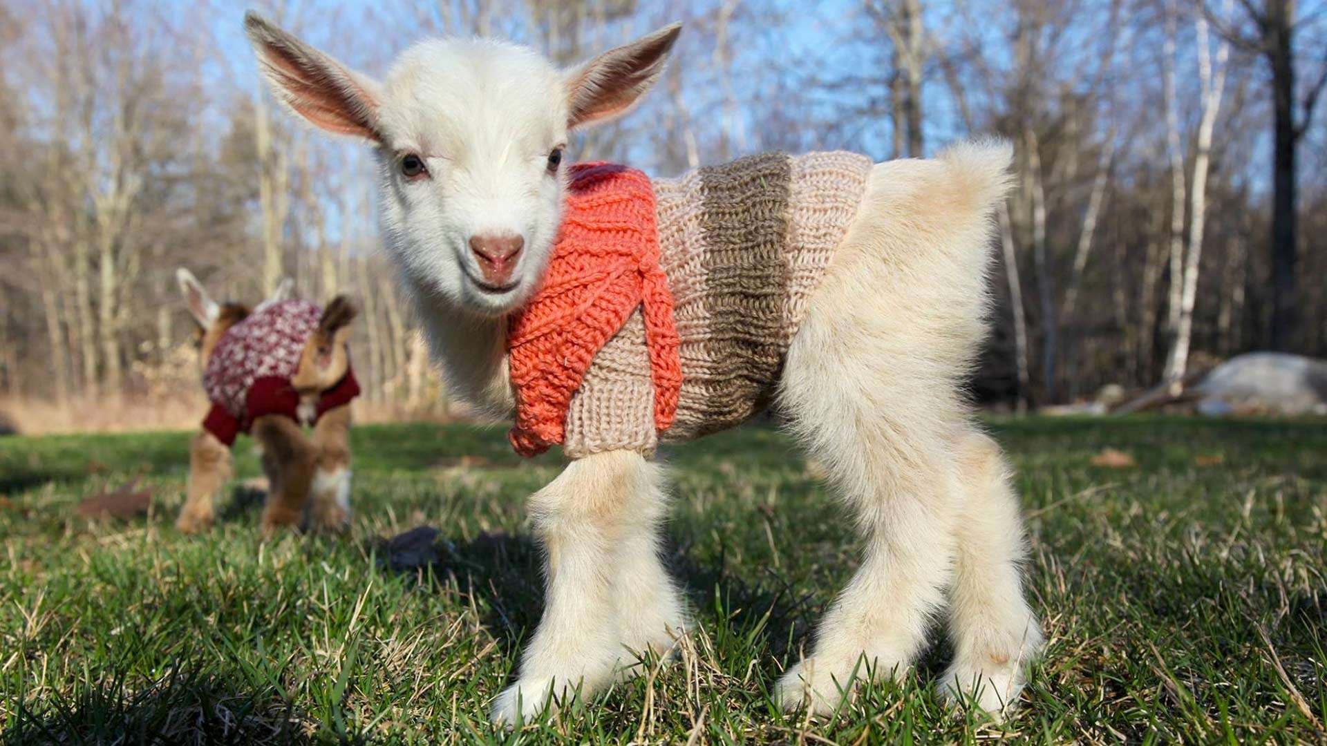baby goat wearing a sweater