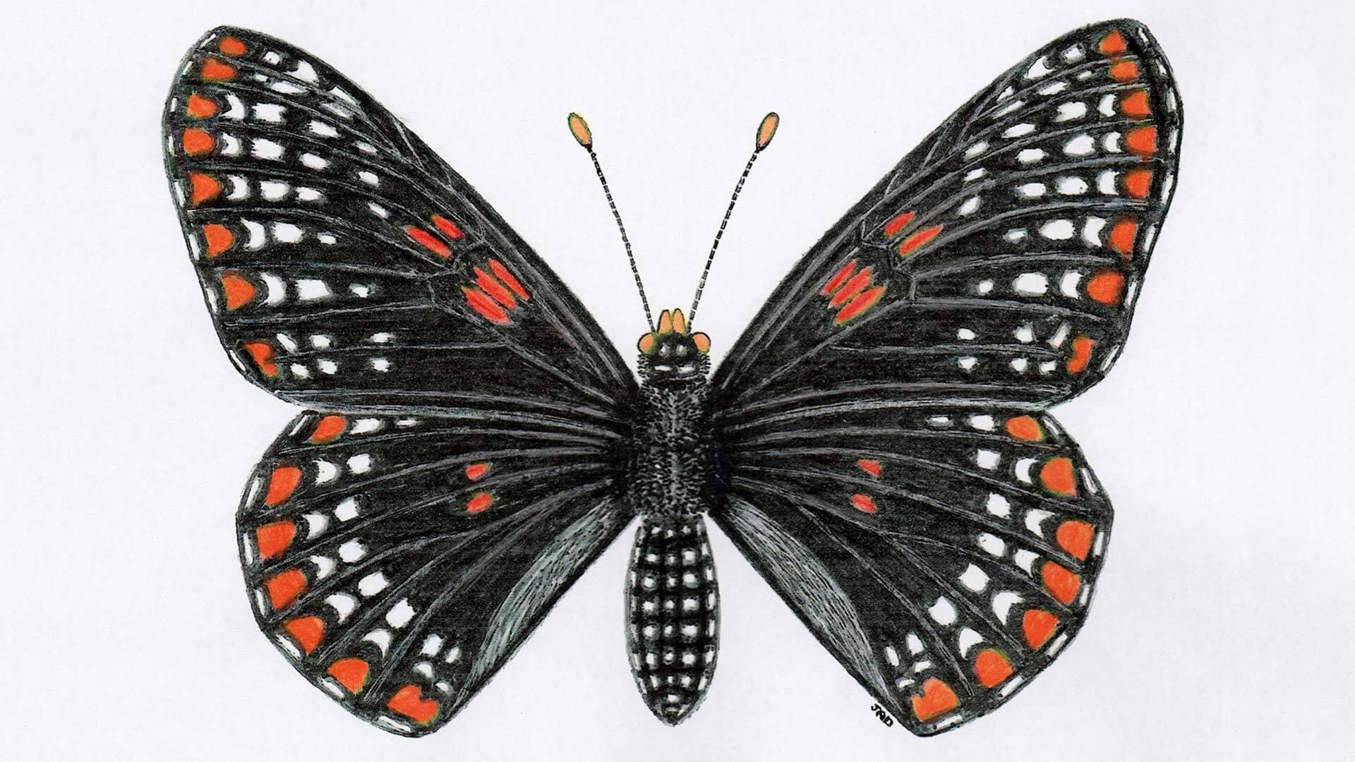 Baltimore checkerspot butterfly