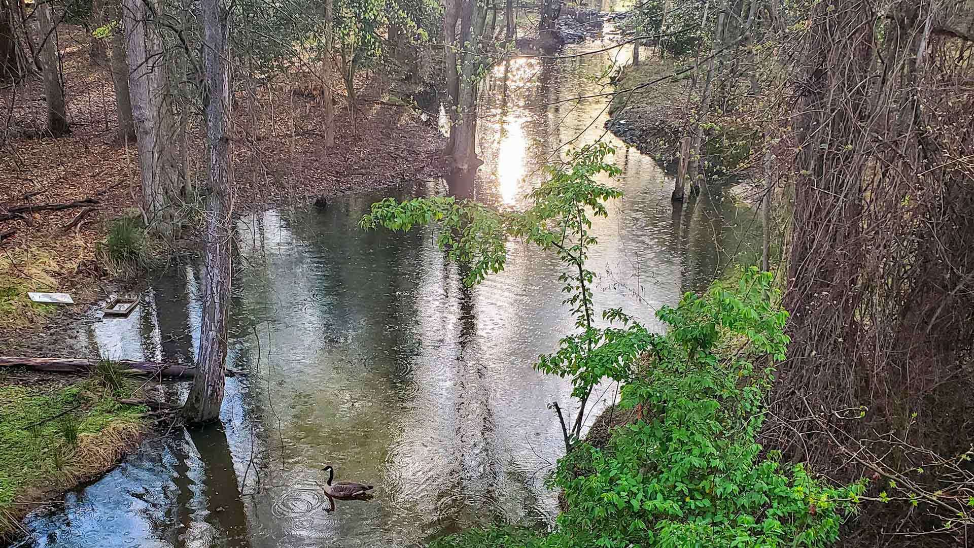 Campus Creek