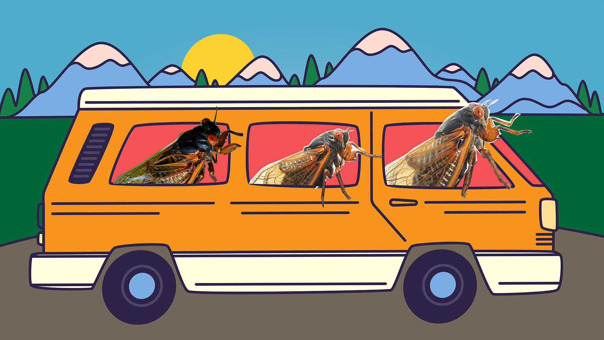 3 cicadas cruise in a van