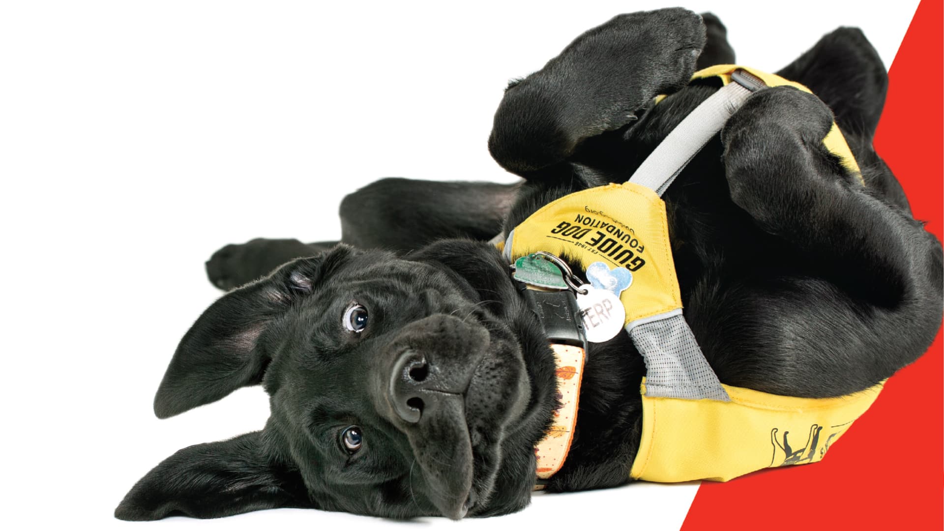 Black Lab puppy rolling on the ground while wearing a yellow guide dog vest