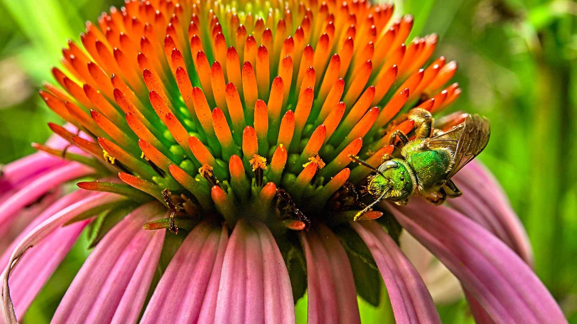 green sweat bee crawls on orange and pink spiky flower