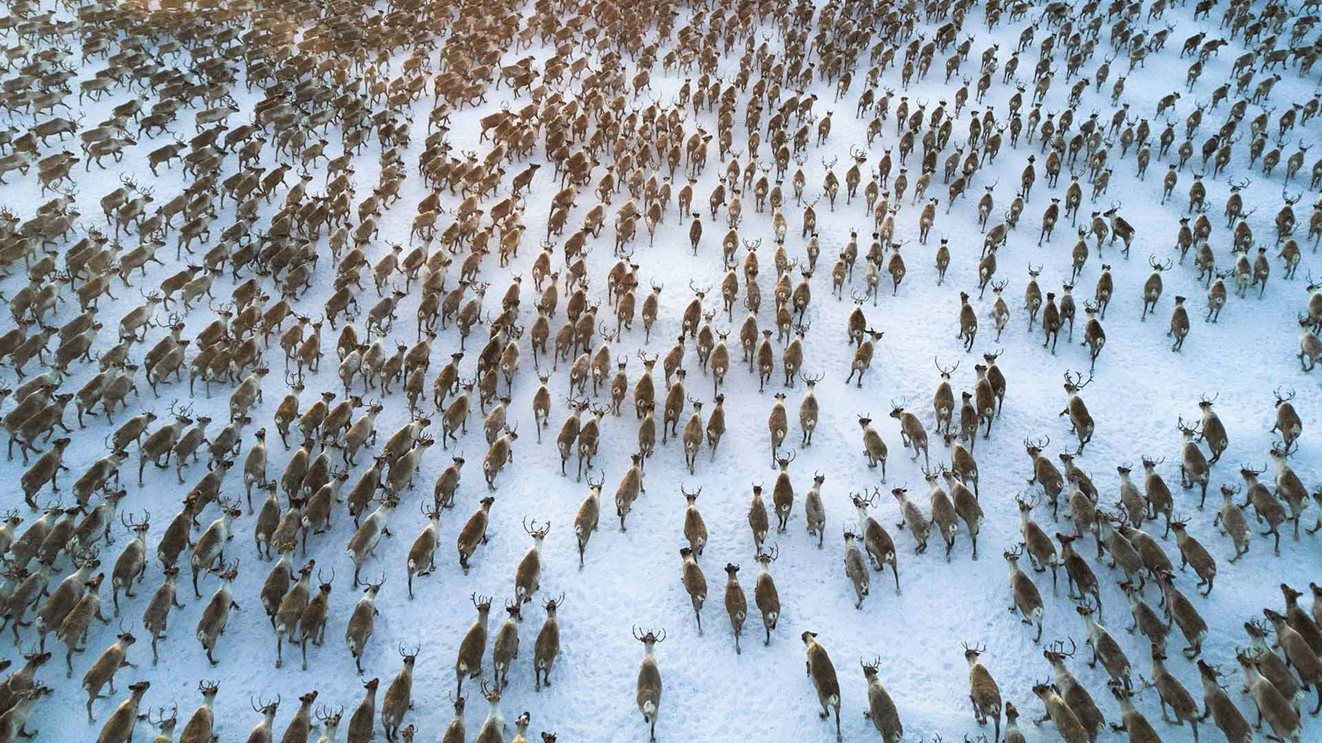 Herd of caribou