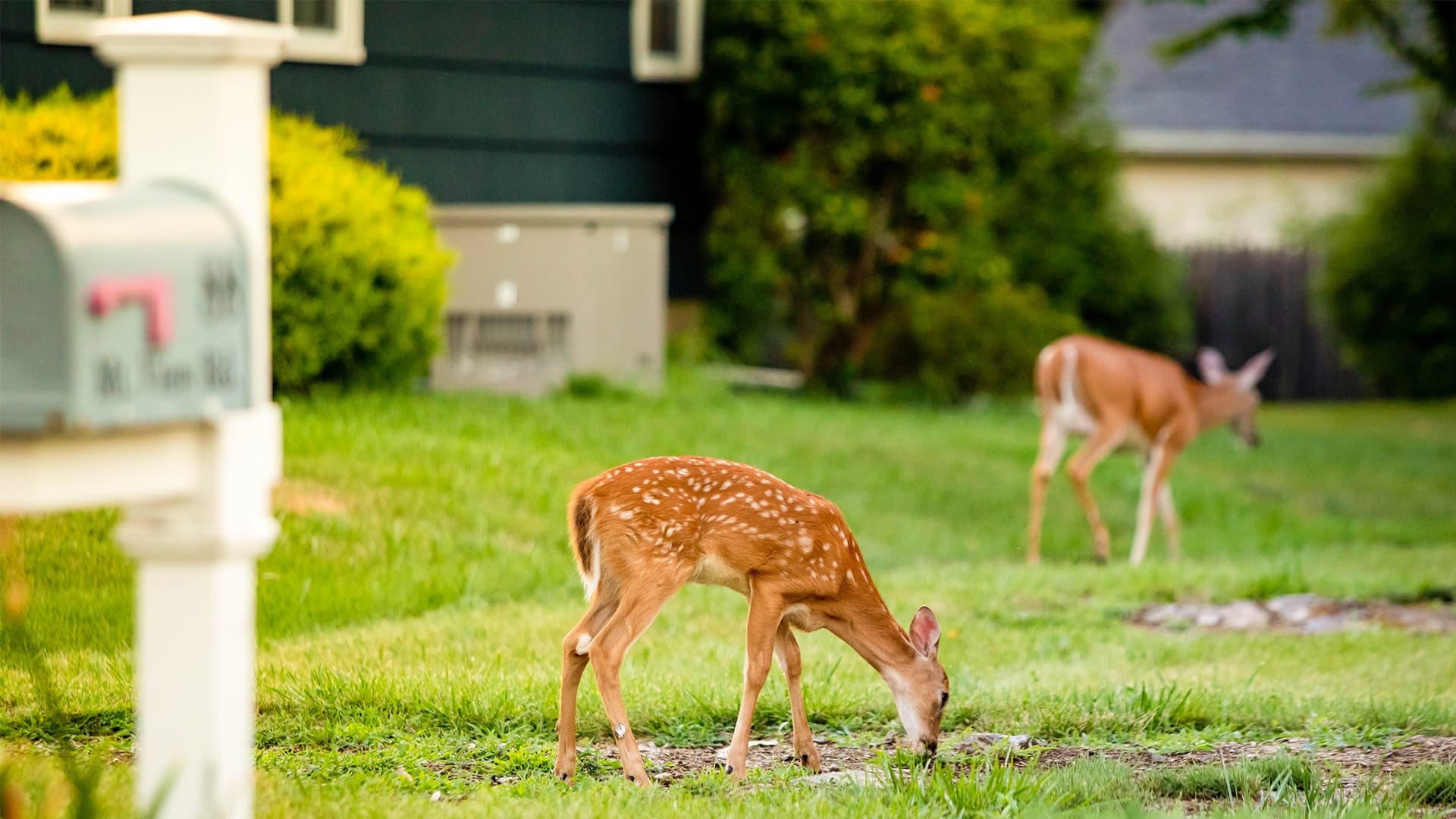 Deer in yard near mailbox