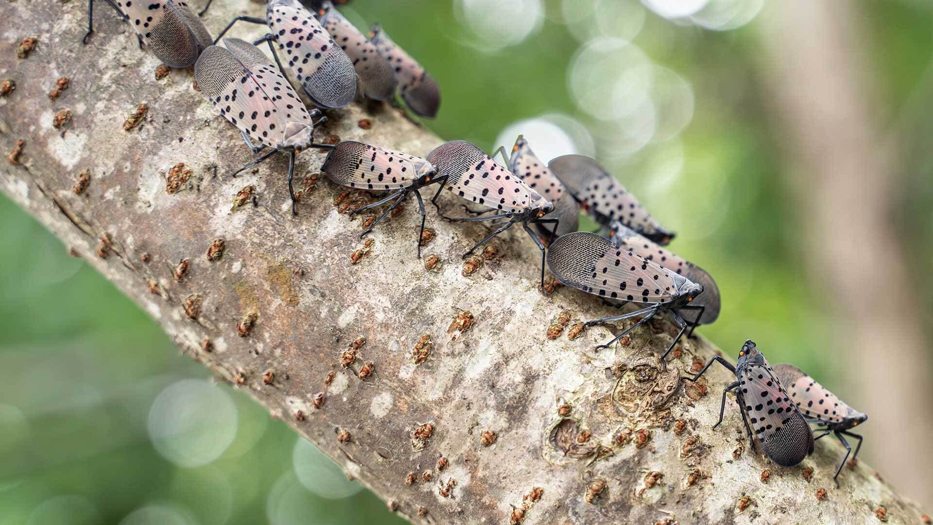 spotted lanternflies on a branch