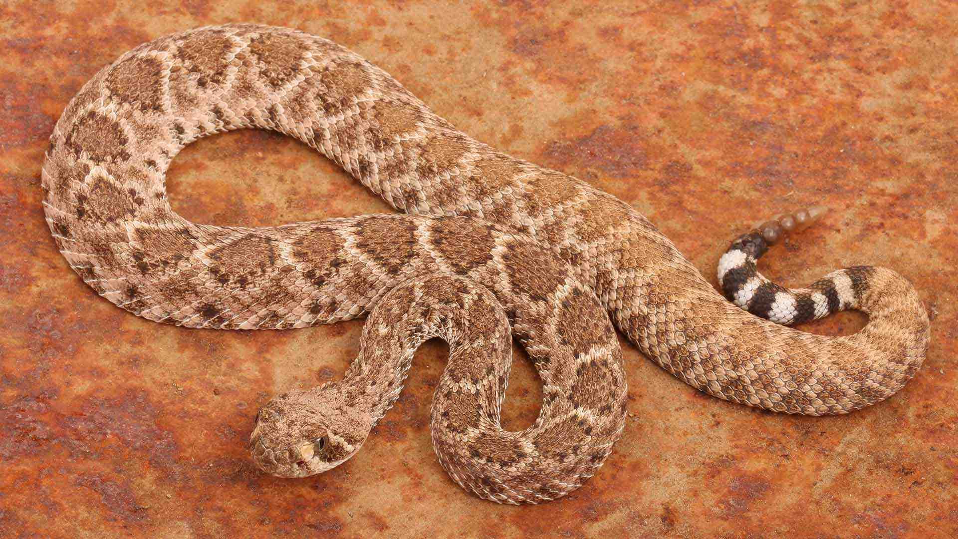 diamondback rattlesnake