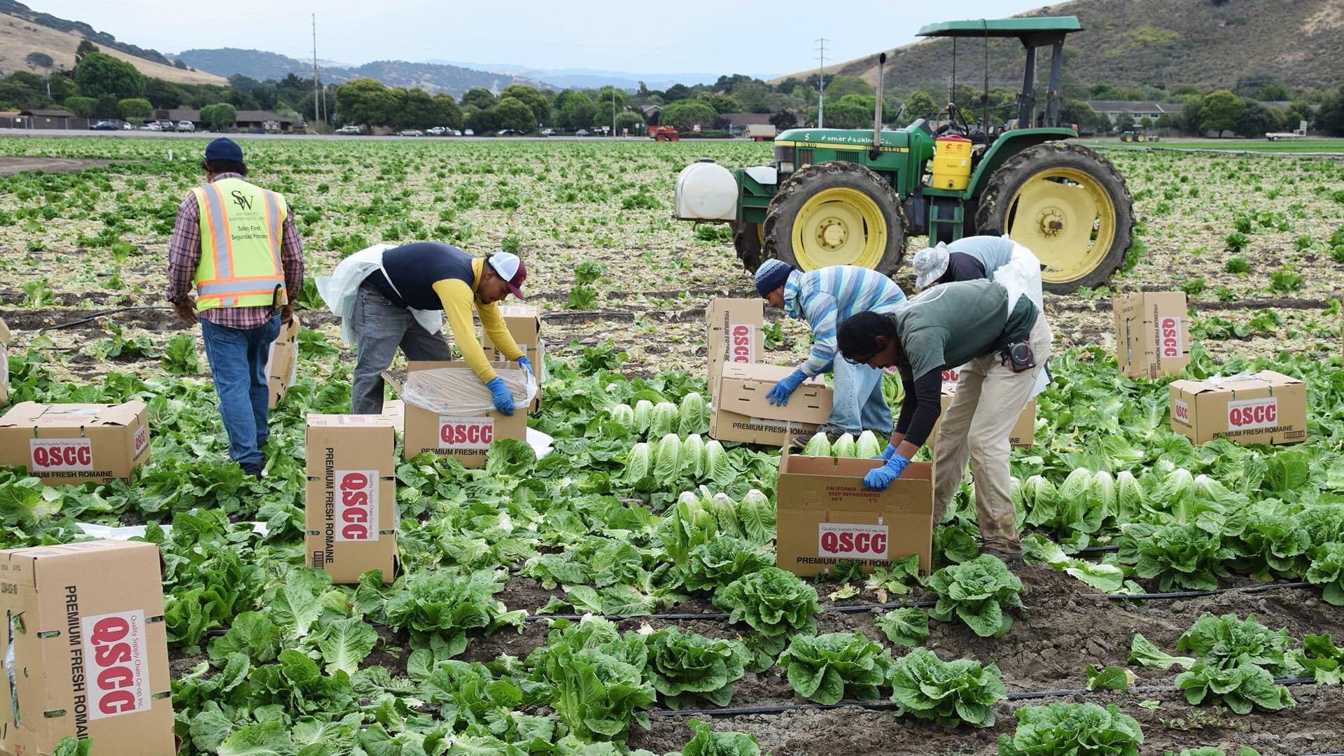 Workers in lettuce field
