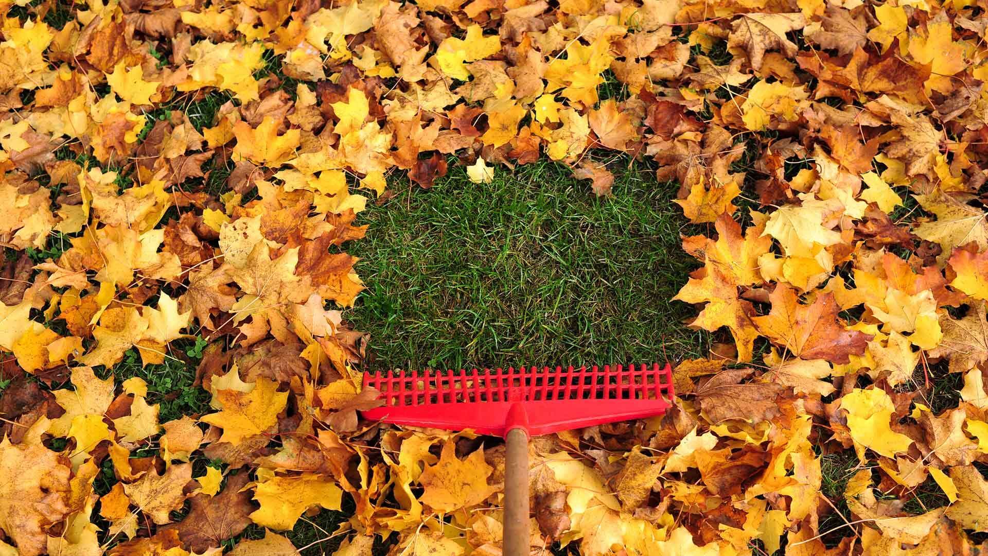 A red rake clears a patch of fallen leaves, revealing green grass