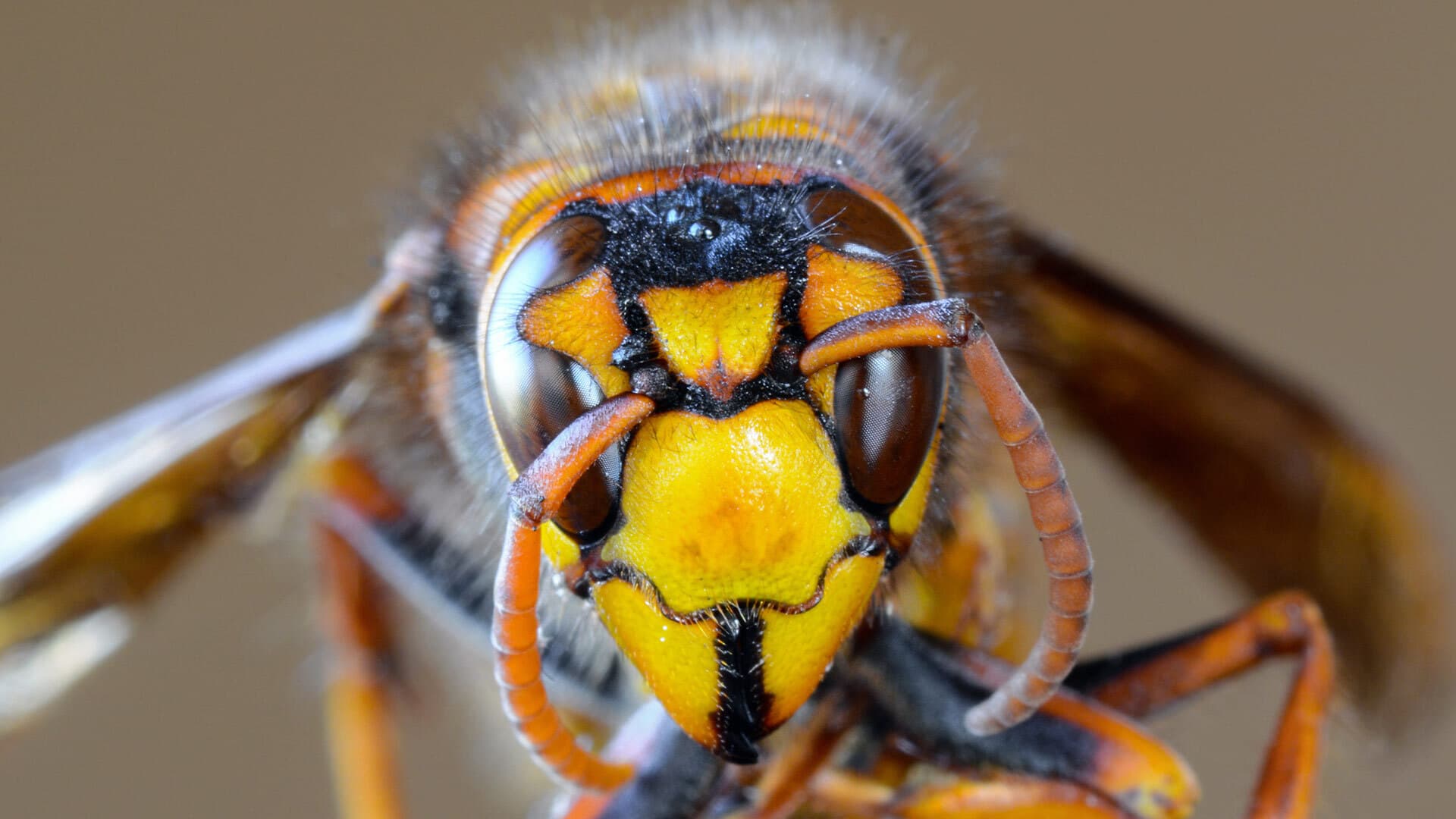 Asian giant hornet closeup