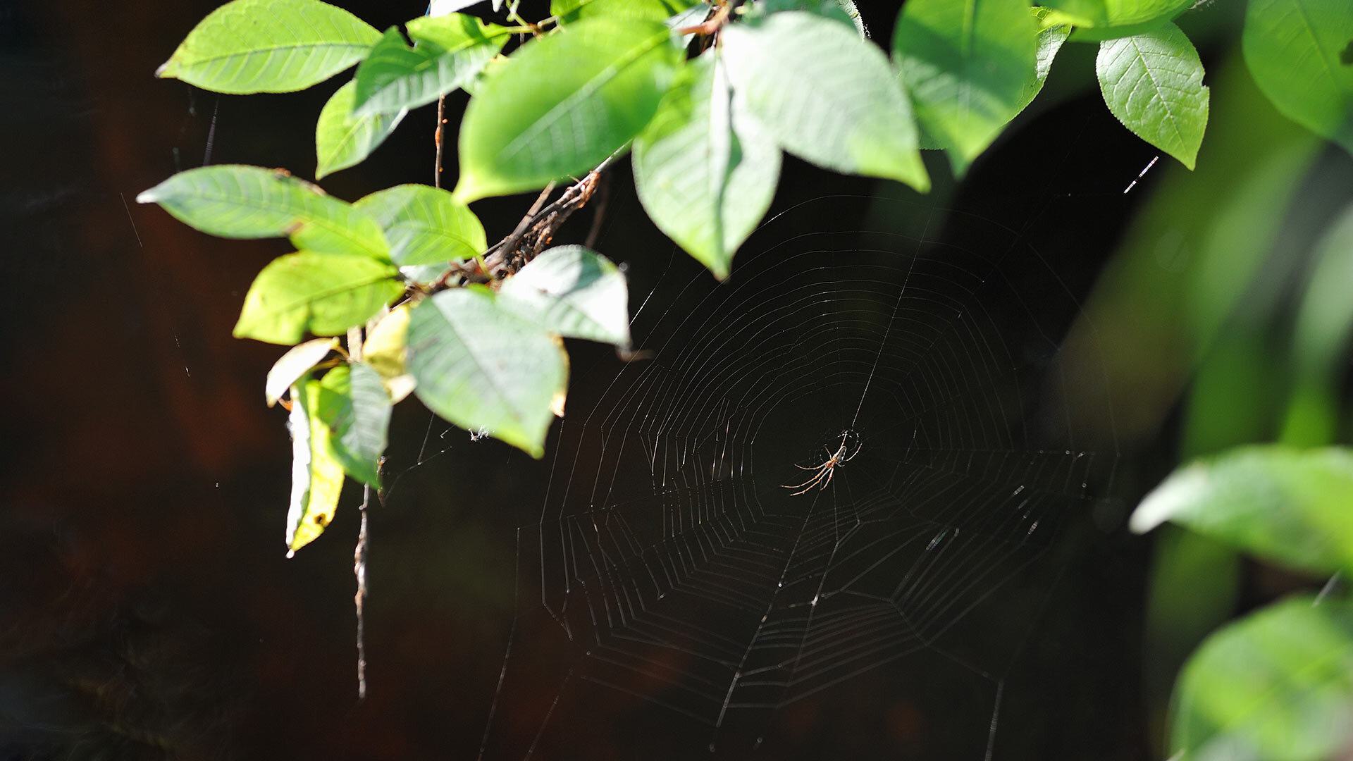Spider Tree Ut Maryland Today | UMD Study Shows Tree Species Diversity Is Good for…