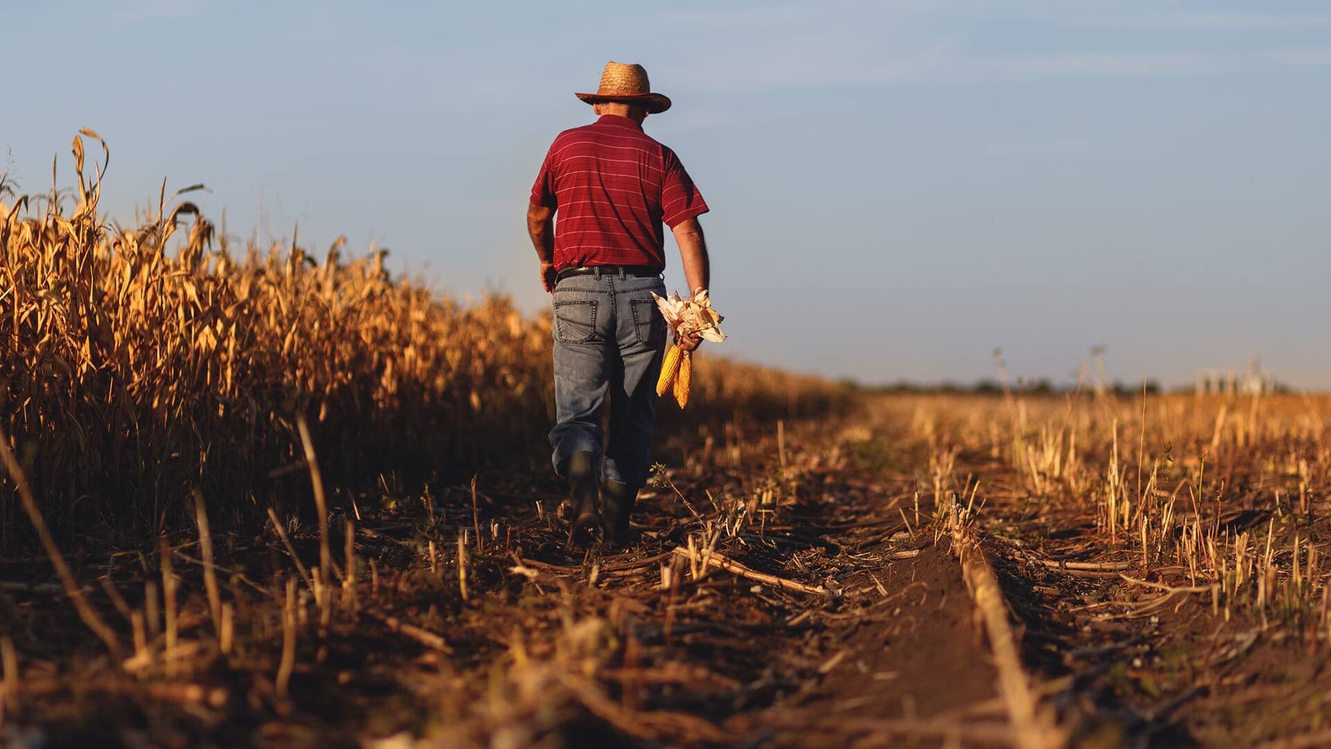 A red-shirted farmer walks through a partially cut cornfield