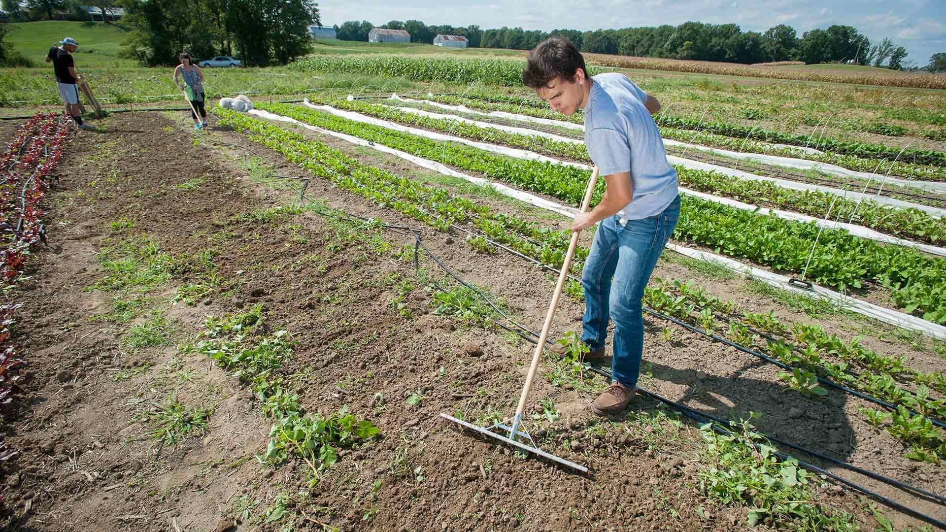 Student working at Terp Farm