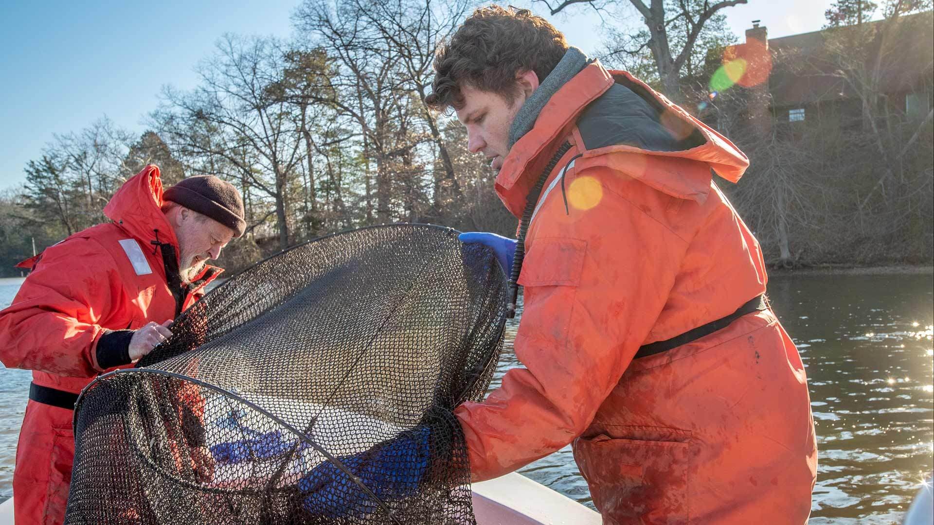 Alexander MacLeod, a doctoral student in Environmental Science & Technology, catches yellow perch for study.