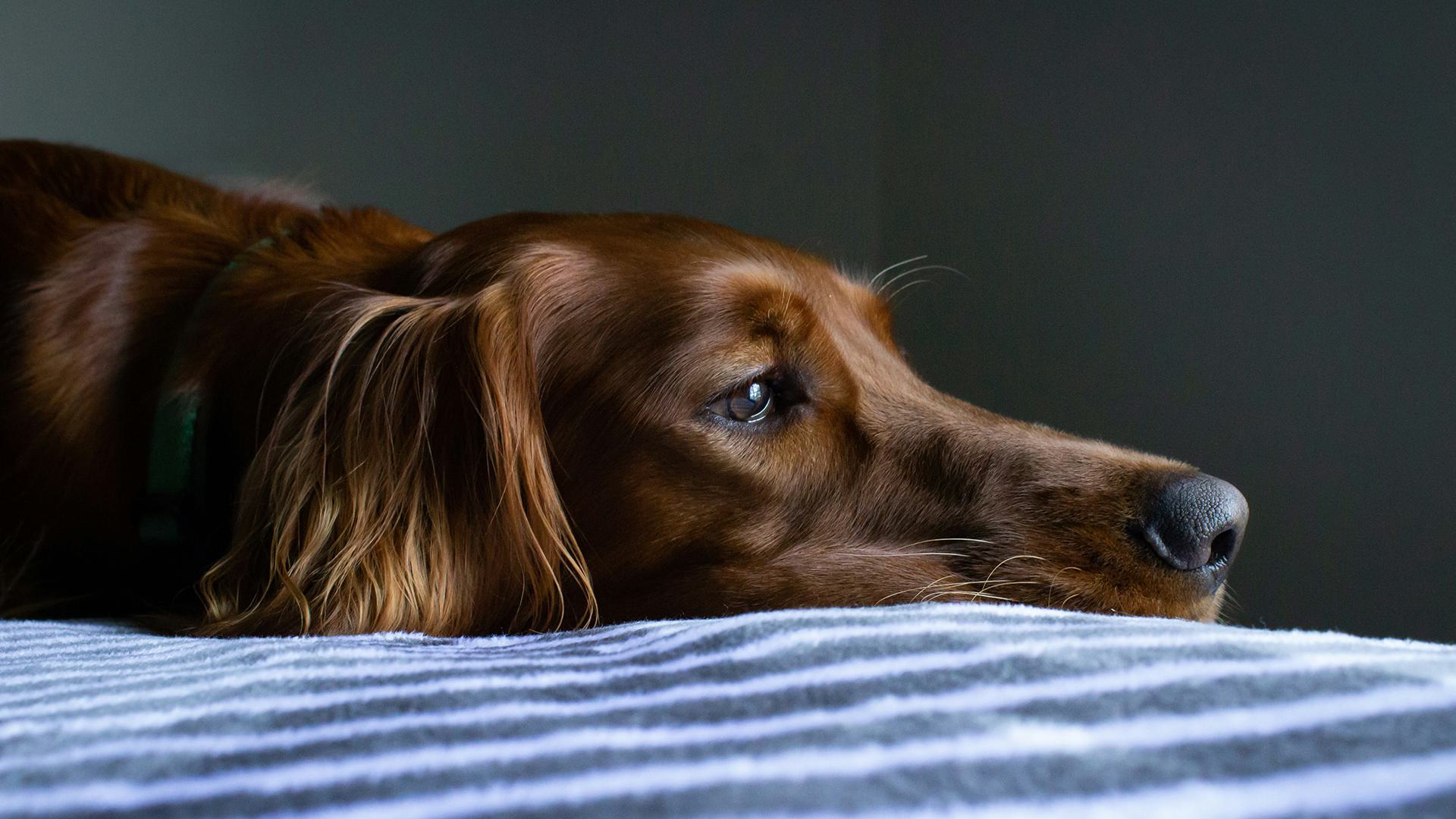 dog lying with head down