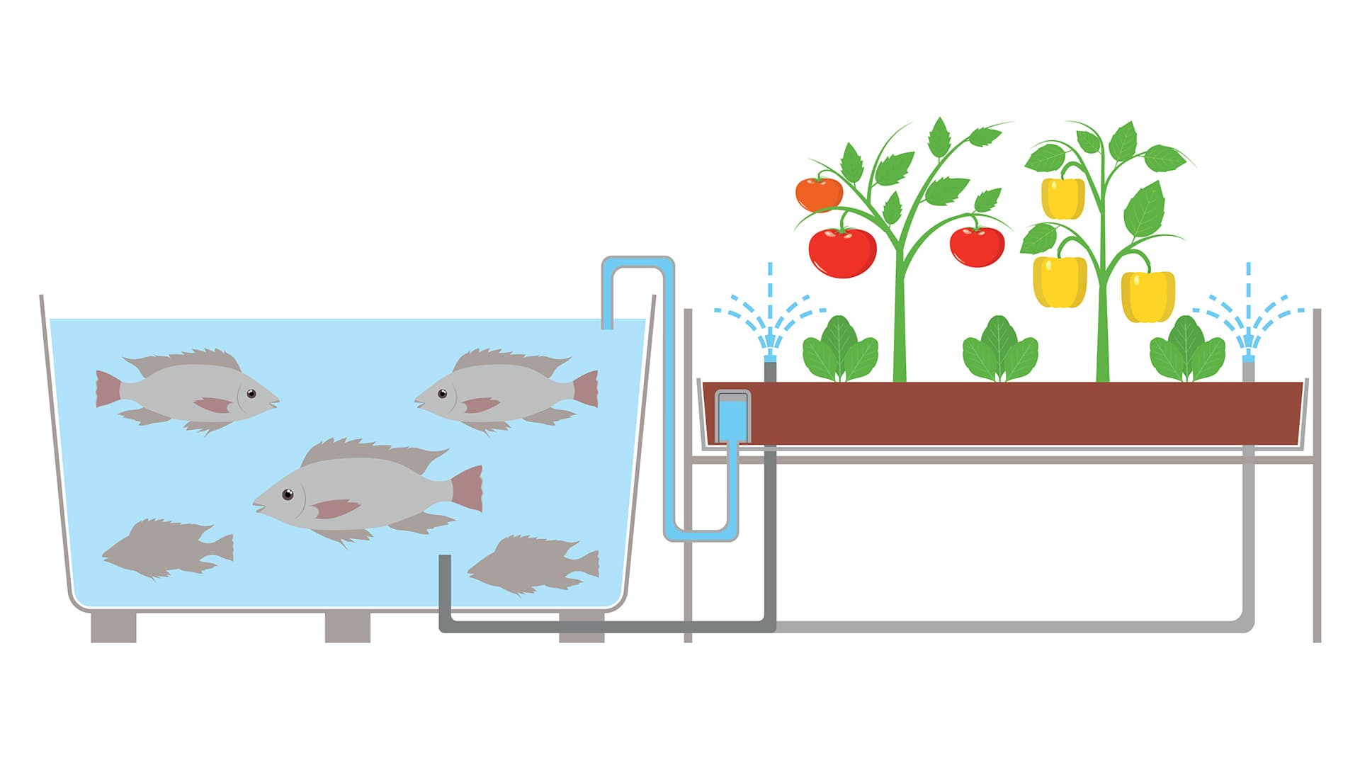 Illustration of fish and plants growing in an aquaponics system