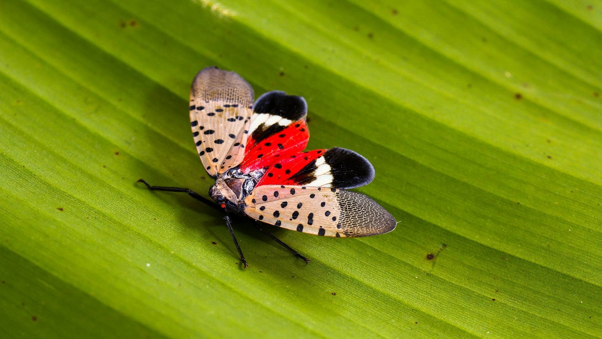 Destructive lanternflies, which threaten agriculture, have been spotted in Maryland, says entomology Professor Mike Raupp, aka "The Bug Guy."