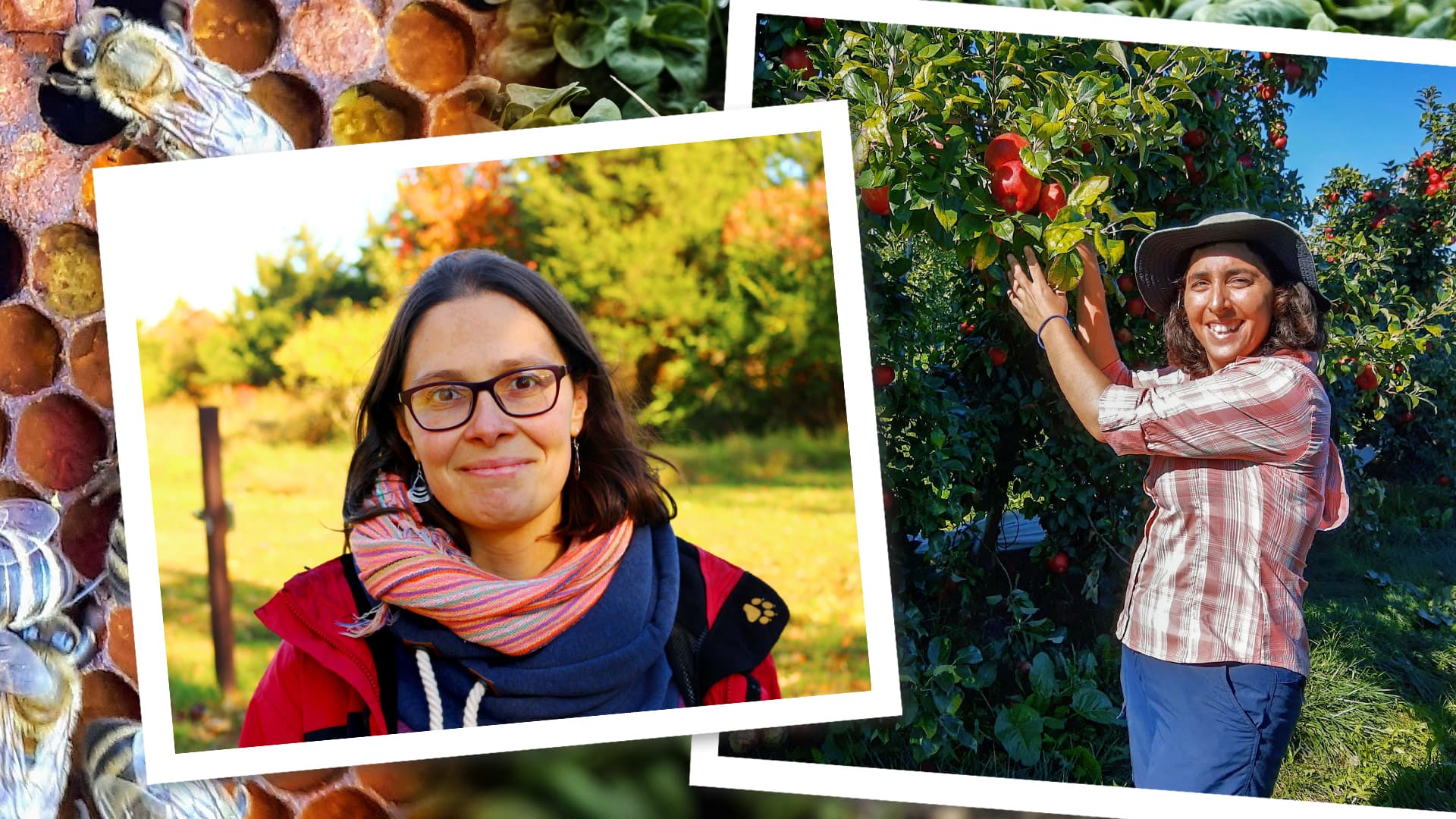 Collage of two researchers with closeup of a beehive in the background; one is wearing a scarf and glasses and the other is in an apple orchard