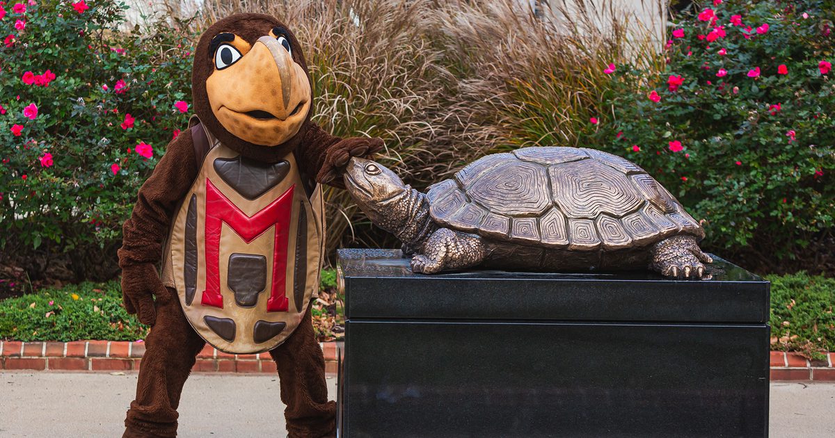 Maryland Today Where s Testudo maryland-today-where-s-testudo