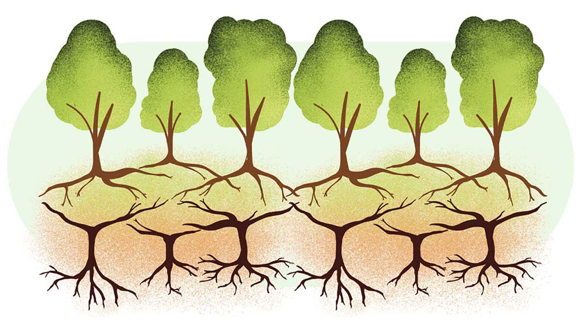 illustration of trees both above and below the ground