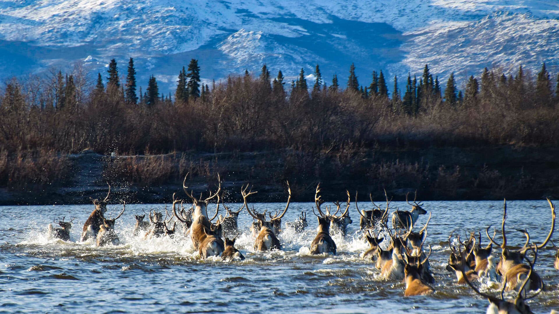 Caribou in a river
