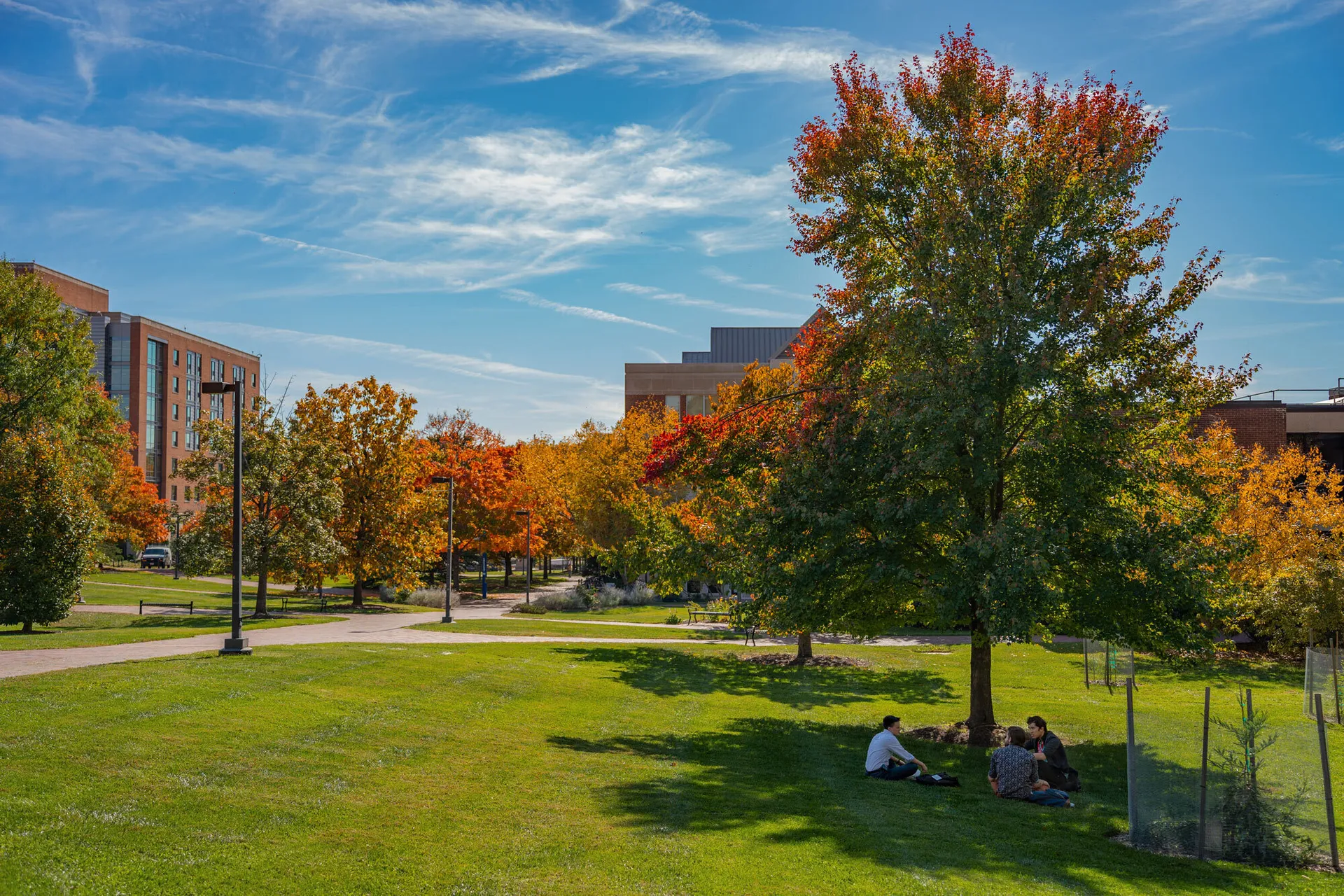 students sitting under a tree with green grass and buildings in the background