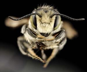 11 Megachile20mendica