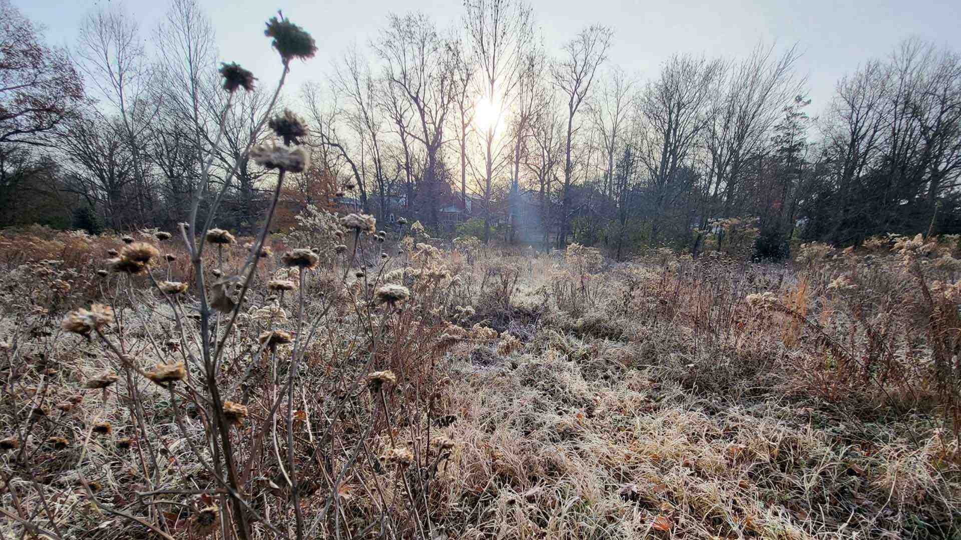 brown dormant plants in meadow