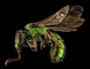 1 Augochlora20pura