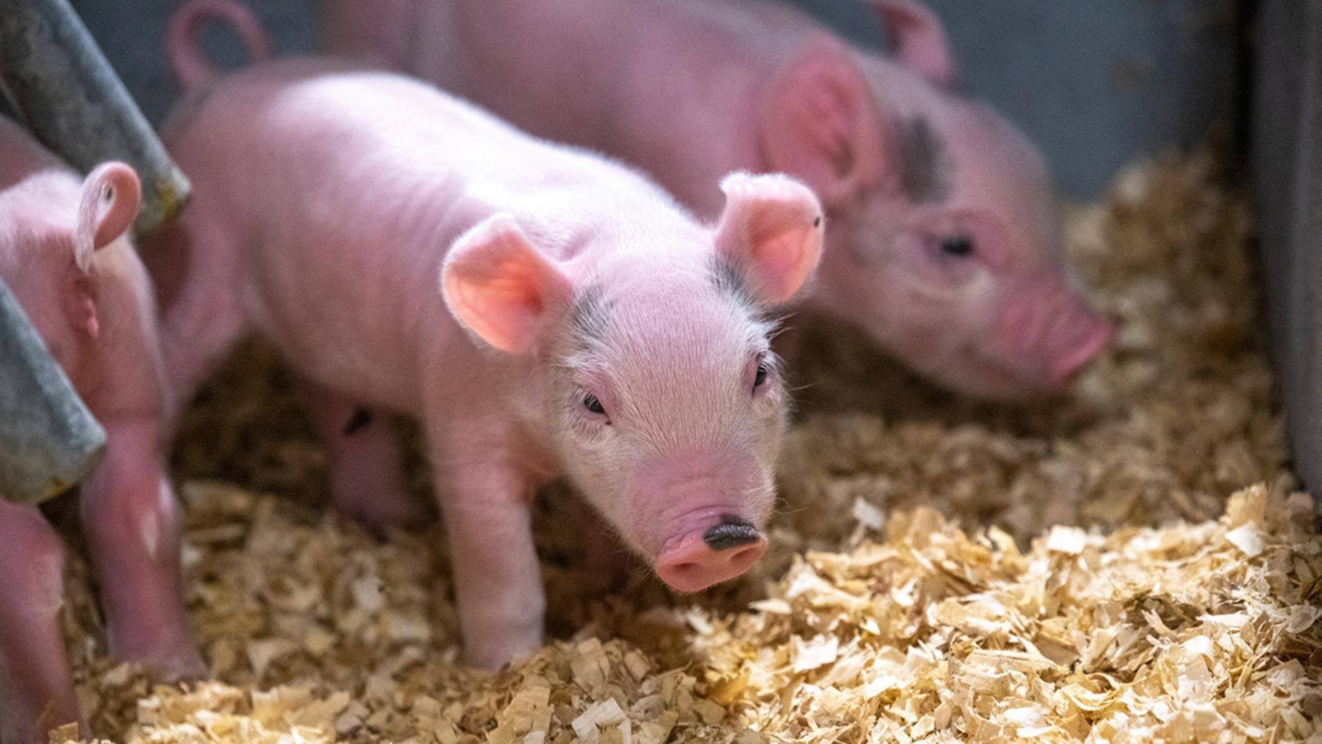 piglets