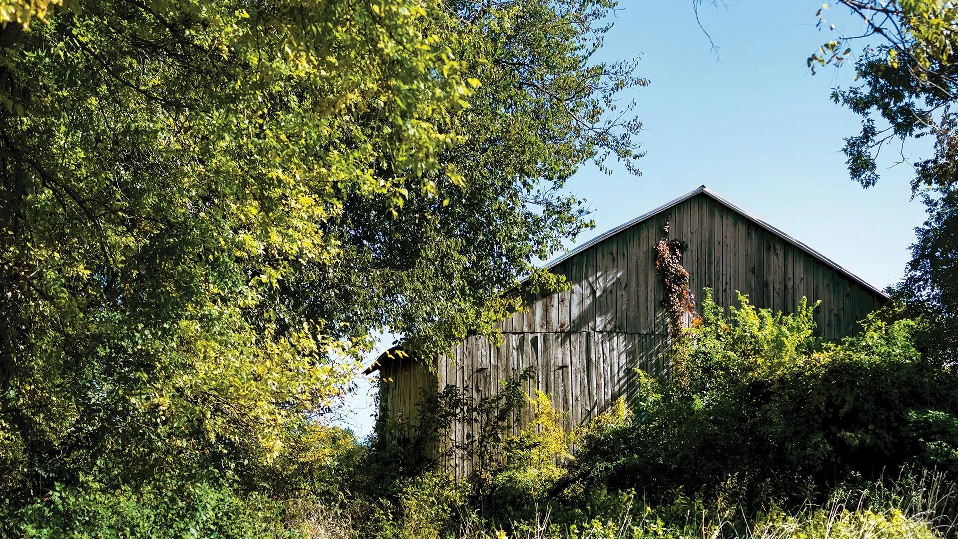 tobacco barn in the woods