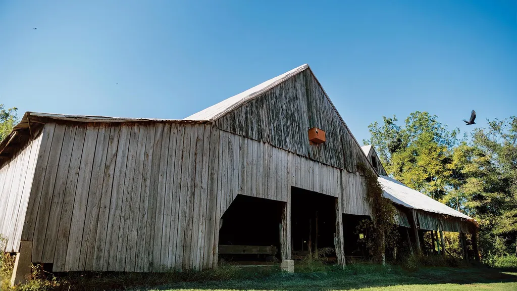 tobacco barn with bird flying overhead