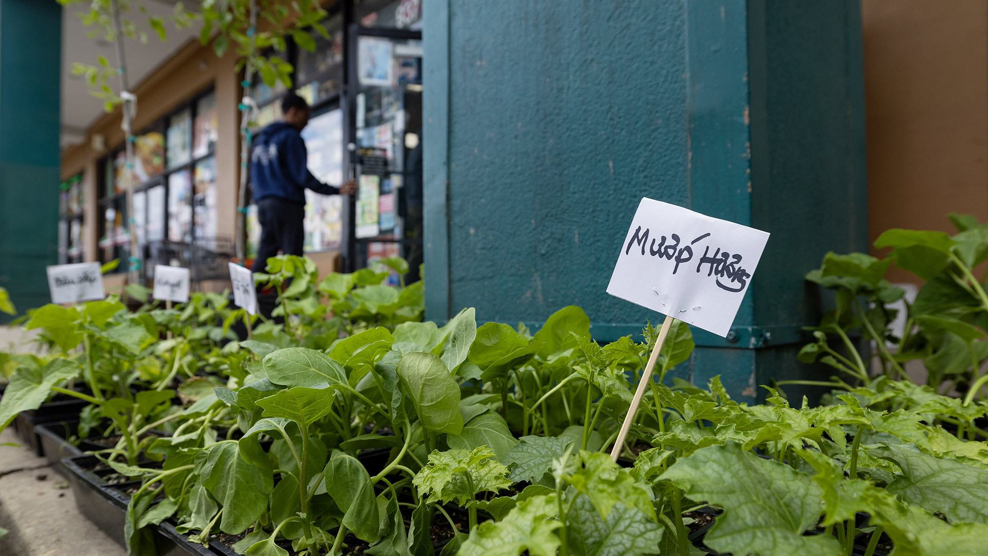 green luffa leaves grow outside store