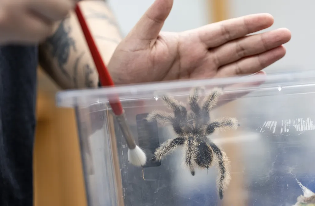 A hand holds a small paintbrush to try to get a tarantula out of a plastic box