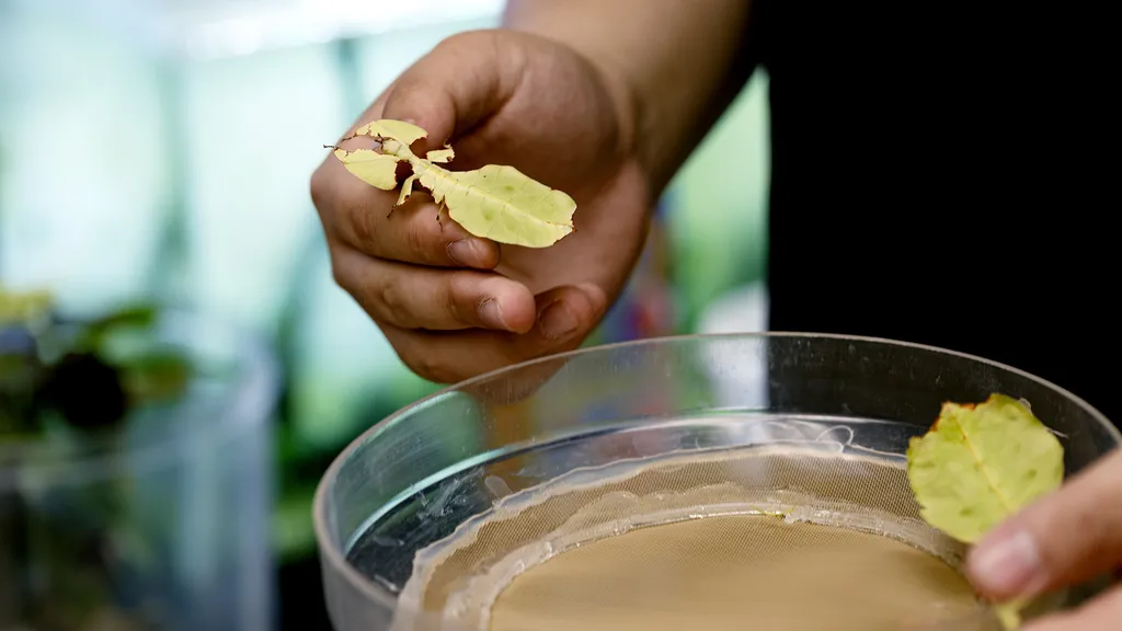 Australian leaf insect held on a hand