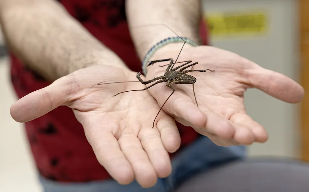 A tailless whip scorpion held in two hands