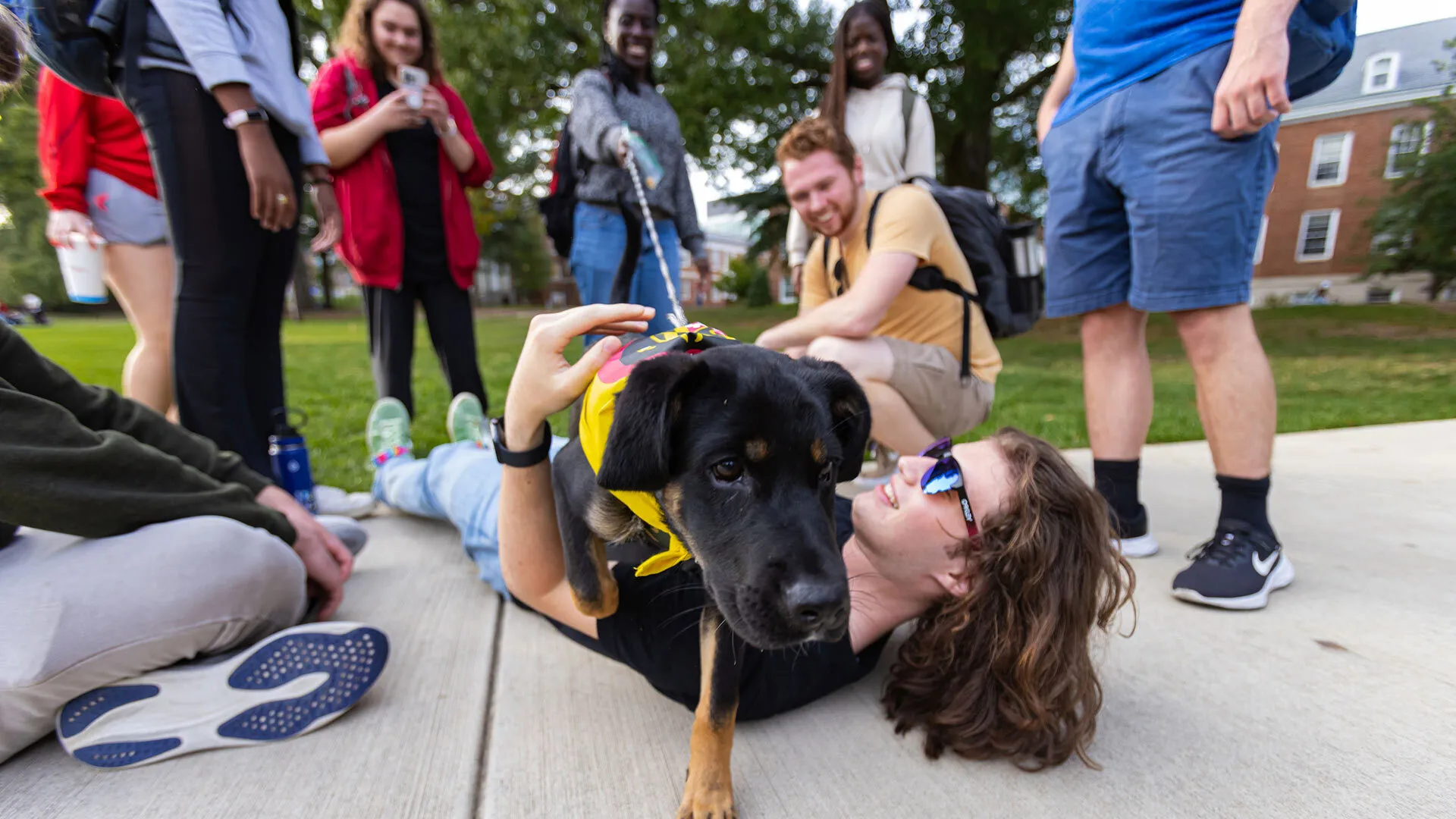 a dog crawls atop a smiling human at a puppy parade