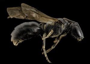 4 Hylaeus20species