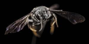 6 Coelioxys20dolichos