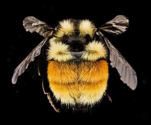 7 Bombus20ternarius