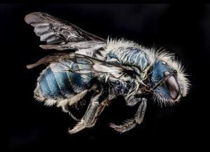 8 Osmia20distincta