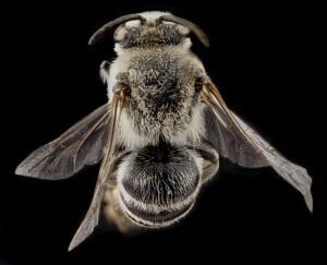 9 Colletes20willistoni