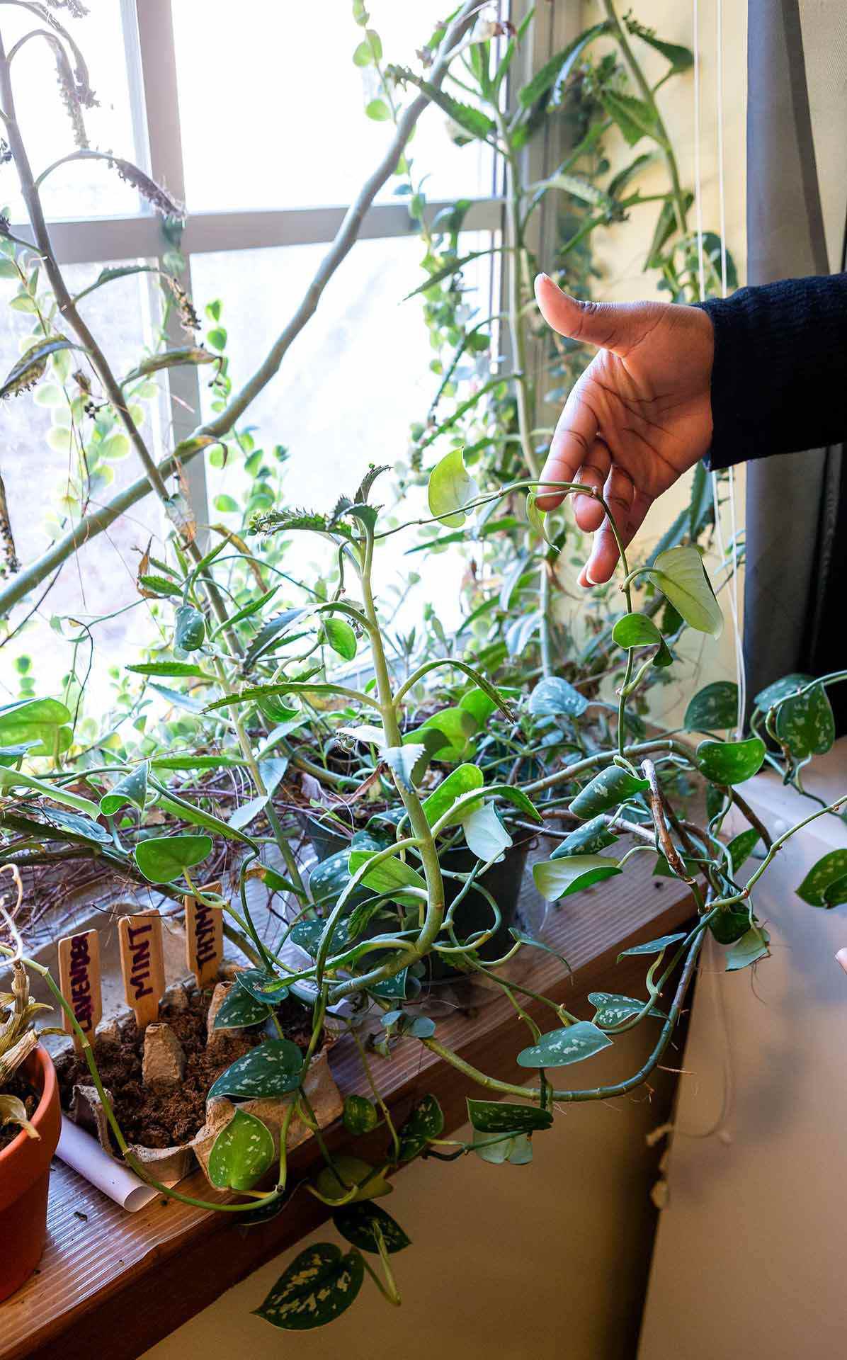 hand holds bryophyllum plant