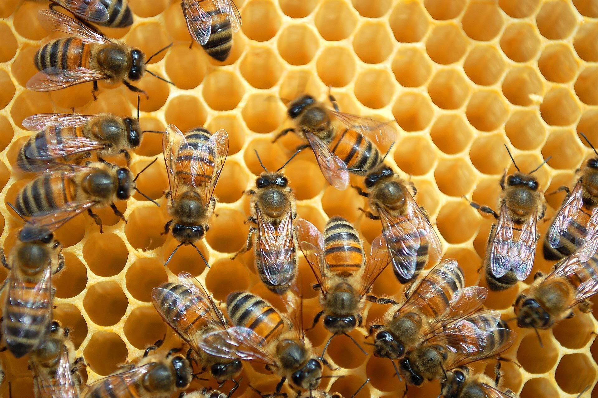 bees in hive
